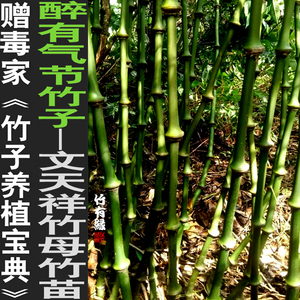 文天祥竹筇竹算盘竹罗汉竹子苗竹盆栽景竹子君室内绿植基地直销