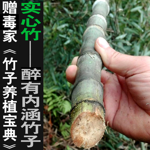 实心竹苗竹盆栽景竹实心玉竹子苗室内绿植适合桌上庭院阳台植物