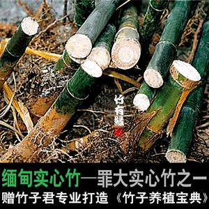 缅甸实心竹玉竹盆栽景竹大实心竹子苗室内绿植庭院阳台基地直销