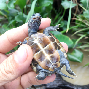 20年冷水过冬纯湖北大头草龟苗活体水族观赏龟互动宠物龟中华草龟