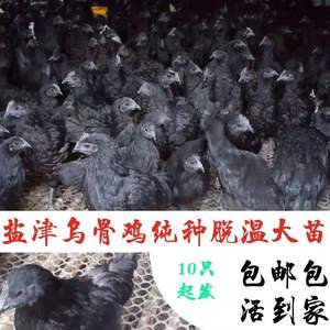 盐津乌骨鸡