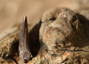 收藏级三叠纪祖龙类链鳄desmatosuchus牙齿化石1.5厘米