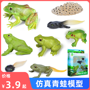 仿真两栖动物模型青蛙玩具蝌蚪田鸡牛蛙癞蛤蟆儿童科教认知礼物