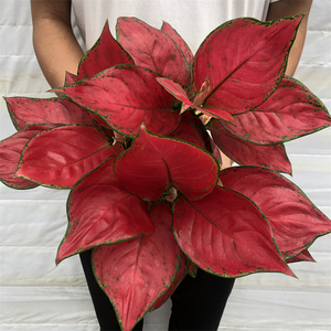 花之旅花卉绿植富贵红如意皇后吉利红吉祥如意室内观叶植物客厅