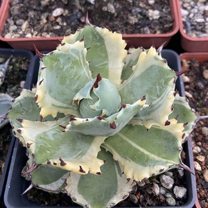 王妃连刺甲蟹龙舌兰科多肉植物庭院绿植室内花卉包邮