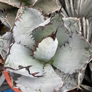 多肉植物龙舌兰蓝鲸agave titanota blue black蓝球一物一拍包邮