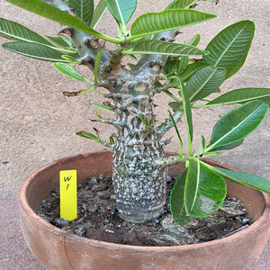 温莎瓶干pachypodium baronii var. windsorii棒槌一物一拍包邮