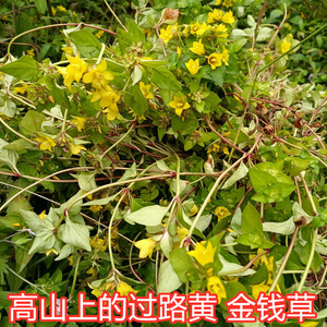 金钱草新鲜重庆四川高山野生广金钱草过路黄泡菜煮水中草药材原料