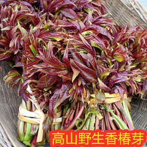 香椿芽新鲜重庆四川高山野生香椿头春菜树椿头尖春头茬红油嫩芽菜