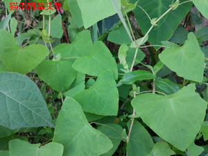 新鲜现采草药杠板归犁头刺蚂蚱簕粪箕笃老虎脷猫爪刺500g