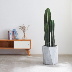 仙人柱盆栽量天尺仙人掌绿植室内净化空气大型盆栽多肉型北欧植物