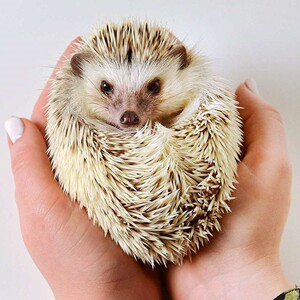 宠物刺猬 纯种迷你刺猬包活包邮粘人健康懒人宠活体幼崽小刺猬t