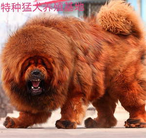 藏獒犬纯种活体狮王藏獒幼犬巨型藏獒犬铁包金藏獒藏獒幼犬狗狗
