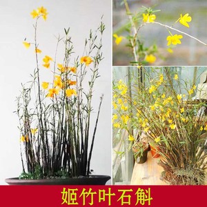 姬竹叶石斛兰精品石斛苗盆栽兰苗细叶附生吊兰花卉绿植桌面小植物
