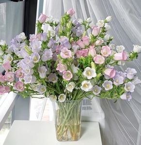 【风铃花】也叫钟花 代表感恩 云南昆明基地直发 家具办公室插花