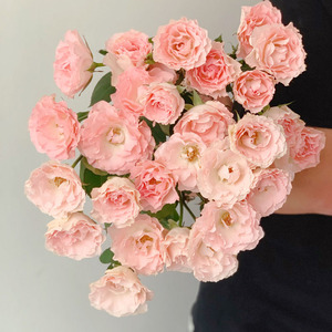 出口多头玫瑰人鱼公主鲜花云南直发温柔粉色卷边家用办公插花水养