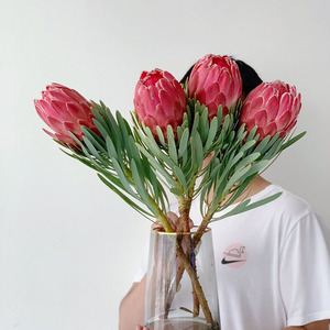 南非进口维纳斯公主花鲜花家居办公插花水养鲜切花云南直发节日