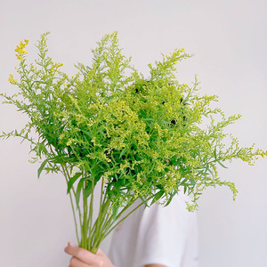 百搭配草配花黄莺鲜花云南昆明直发花束花艺插花常用耐养花期长