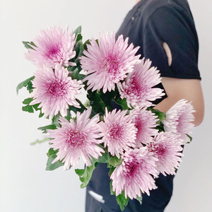 稀有出口高颜值小雏菊粉菊安娜菊花鲜花花束家用水养插花云南直发