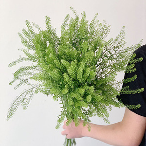 独特灵动绿铃草场景布置插花鲜花花束百搭配花配叶配草鲜切水养