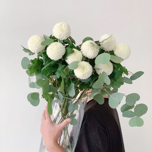 全圆出口白色乒乓菊可爱纯洁淡雅家庭办公室水养插花花期长顺丰