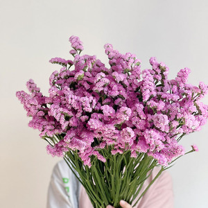 粉色aa级勿忘我鲜花云南直发插花水养可做干花花期长送长辈顺丰