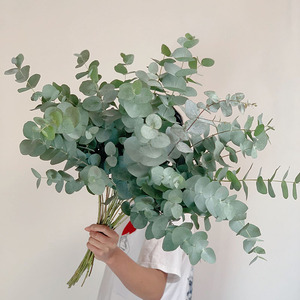 ins风大叶尤加利叶鲜花花艺花束插花高级配花百搭配叶材云南直发