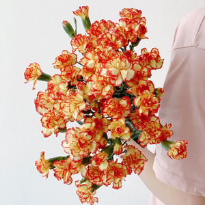 多头火焰康乃馨鲜花花束办公家用水养插花云南直发母亲节日礼品送