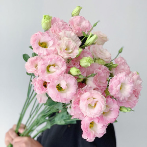 樱花粉粉色洋桔梗鲜花花束家用水养插花云南直发百搭教师节生日