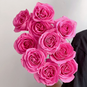 大花头高级玫红色秀色玫瑰鲜花云南直发插花水养节日送花顺丰空运