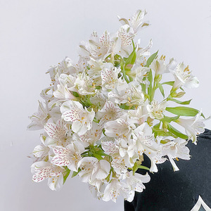 好养易开白色多头水仙百合鲜花云南直发花瓶插花顺丰空运百搭花