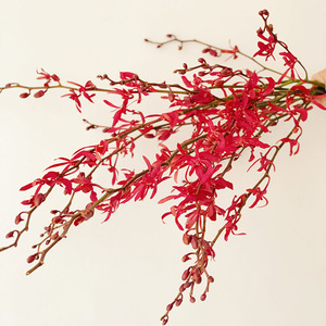 追逸garden淘宝千代兰红色鲜花洋兰万代兰顺丰上海插花婚庆装饰水养