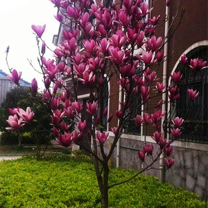 玉兰花树苗庭院别墅绿化风景树矮化娇红玉兰苗盆栽地栽南北方种植