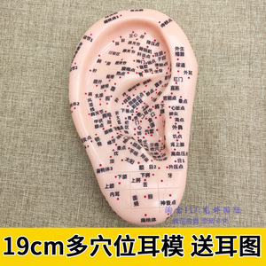软19cm多穴位耳模耳朵模型耳穴磨具刻字针灸耳贴耳膜探笔耳图中医