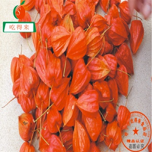 塞外野生红姑娘大山灯笼果挂金灯半干皮肉晾干苦中带甜泡水药用款