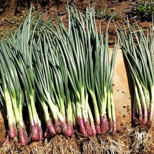 31万鲜滋企业店淘宝红根香葱种子四季小香葱种子红葱种子盆栽蔬菜四
