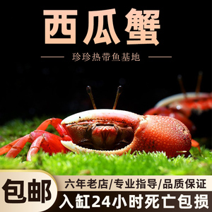 西瓜情侣蟹观赏蟹可爱活体螃蟹水陆缸雨林缸小型淡水招潮蟹宠物蟹