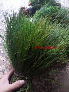 野生新鲜 石刷把 石寄生 松叶兰 铁石松 铁刷把 松叶蕨 500克