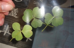 摆件 教学道具 书签 植物叶子 三叶草叶标本压膜过塑 干花
