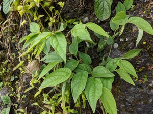 奇花异草盆栽庭院