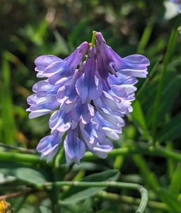 奇花异草盆栽庭院