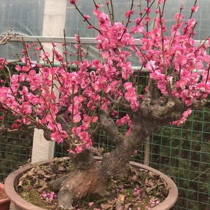 十元全场包邮淘宝嫁接梅花树苗原生骨里红梅腊梅浓香盆景庭院盆栽