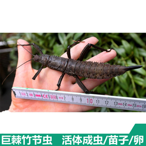 巨棘竹节虫 成虫苗子另类宠物活体昆虫展示科教甲虫另有幽灵绿椒