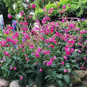 花烟草 好养丰花阳台庭院花园植物花卉盆栽苗