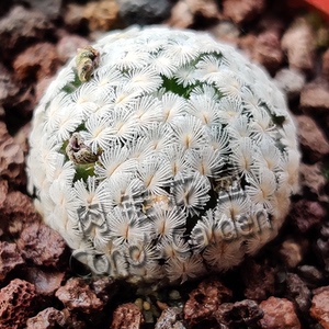 羽毛丸 种子 羽毛球 散知丸 仙人球 多肉植物 sanchez mejoradae