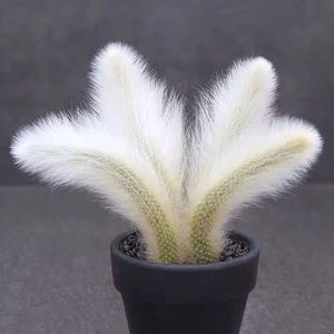 九尾狐 猴尾柱 多肉植物 室内盆栽花 阳台卉花绿植 植物老桩