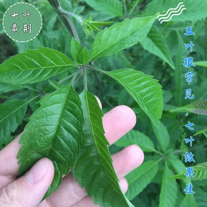 七叶黄荆牡荆叶布荆树叶黄荆树叶布惊树枝叶子五指布惊叶茶新鲜