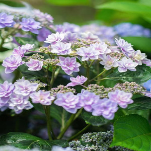 重瓣雨中曲绣球花 带花苞原盆发货