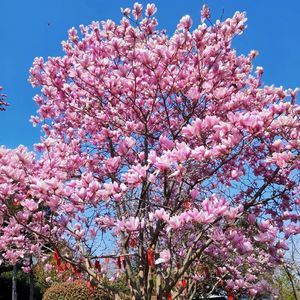 庭院美化玉兰花树苗当年开花矮化紫玉兰室内盆栽带花苞名贵风景树