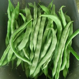 农家新鲜四季豆现摘芸豆四季豆扁青豆角重庆新鲜无丝豆角2—4斤包